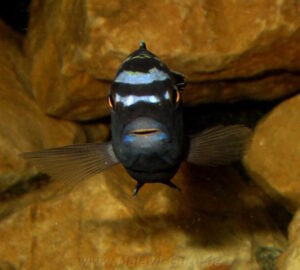 Pseudotropheus interruptus 'Machili Island'